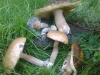 Местиные грибы